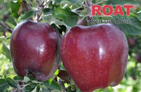 KING® ROAT Red Delicious