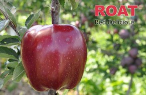 KING® ROAT Red Delicious