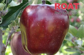 KING® ROAT Red Delicious