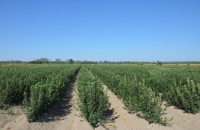 Rootstock nurseries