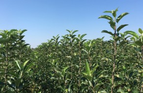 Fruit trees nursery