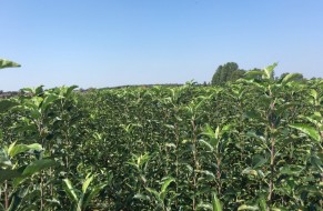 Fruit trees nursery