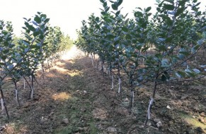 Fruit trees nursery