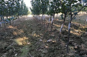 Fruit trees nursery