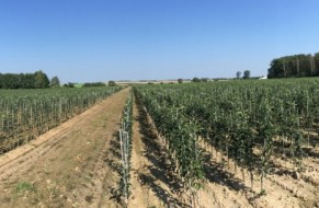 Fruit trees nursery