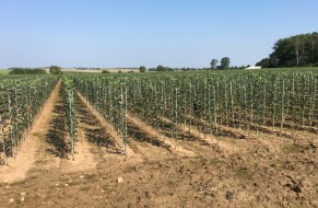 Fruit trees nursery