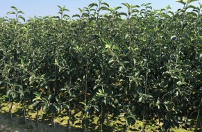 Fruit trees nursery