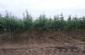 Fruit trees nursery