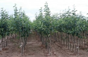 Fruit trees nursery