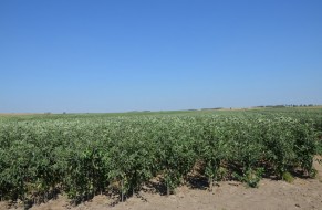 Fruit trees nursery