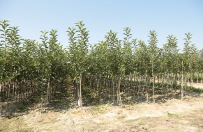 Fruit trees nursery