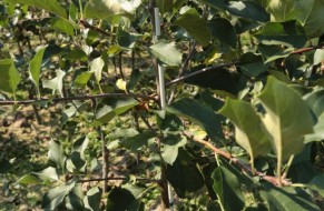 Fruit trees nursery