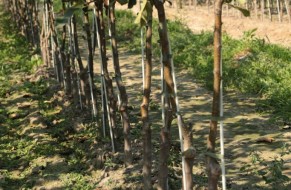 Fruit trees nursery