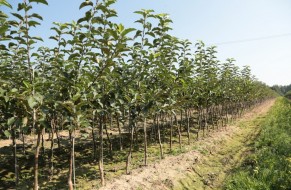 Fruit trees nursery