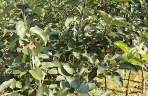 Fruit trees nursery