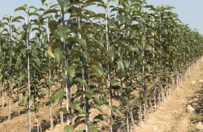 Fruit trees nursery