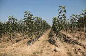 Fruit trees nursery