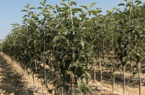 Fruit trees nursery