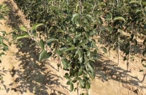 Fruit trees nursery