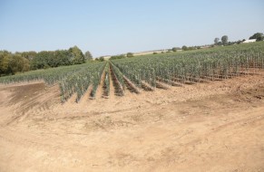 Fruit trees nursery