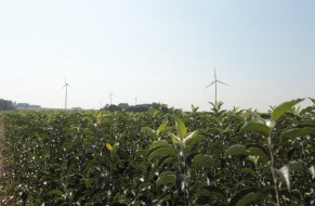 Fruit trees nursery