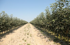 Fruit trees nursery