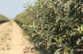 Fruit trees nursery