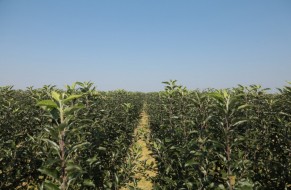 Fruit trees nursery