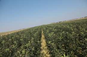 Fruit trees nursery