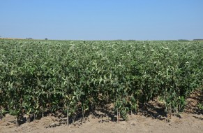 Fruit trees nursery