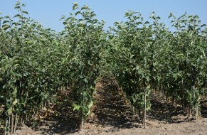 Fruit trees nursery